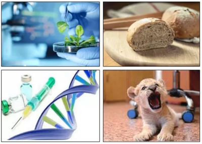 生物技術專業 尋找上帝隱藏的彩蛋，解鎖進化的秘密與生物產品研發